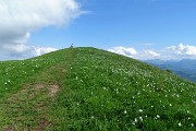 49 Entriamo nel vivo della sfilata dei narcisi